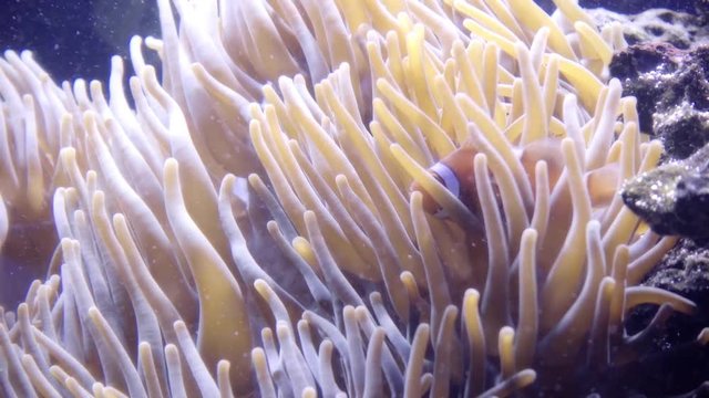 Clownfish swimming through the tentacles of the orange anemones. Slow motion