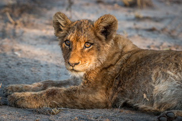 Starring Lion cub in the Kruger National Park, South Africa.