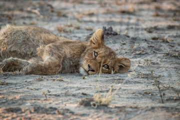 Resting Lion cub in the Kruger National Park, South Africa.