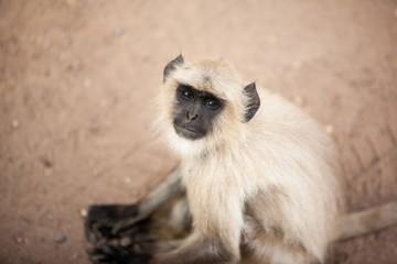 Gray langur; Semnopithecus entellus