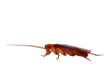 cockroach