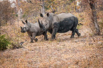 Obraz premium Bounding White rhino in the Kruger National Park, South Africa.