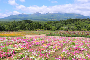 Obraz premium 那須フラワーワールドの花畑