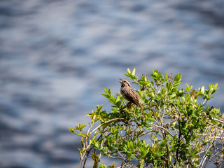 Sparrow singing in bush by lake