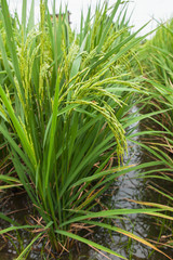Rice spike in the field.