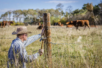  horizontal image in a rural setting of a farmer crouched down to fix his barb wire fence with cows...