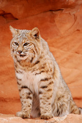 Bobcat sitting on red rocks