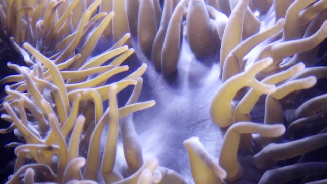 Water moving tentacles of the orange anemones. Slow motion