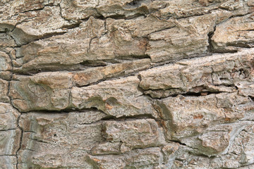 Texture of old wood background