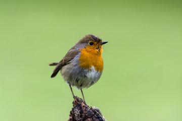 robin