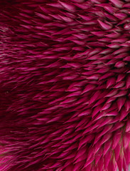 texture of pink flower. abstract background macro image of pink Cockscomb flower, cristata flower
