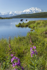 Two bull moose feeding in Wonder Lake with Denali in the backgro