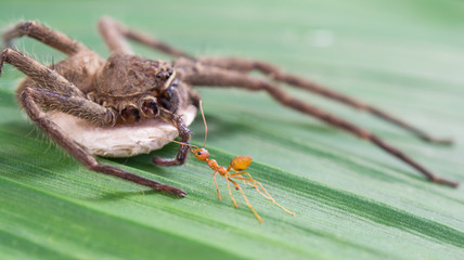 red ant and spider