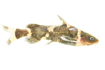 freshwater fish from natural on white