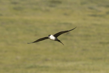Long-tailed Jaeger near the Dalton Highway, Alaska.