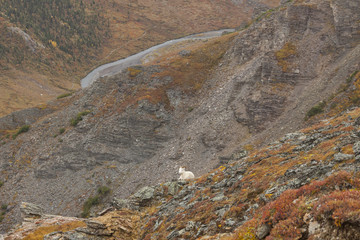 Dall Sheep Ram on a cliff above Savage River, Denali National Pa