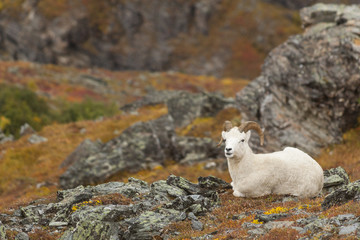 Dall Sheep Ram relaing in the tundra in Denali National Park, AK