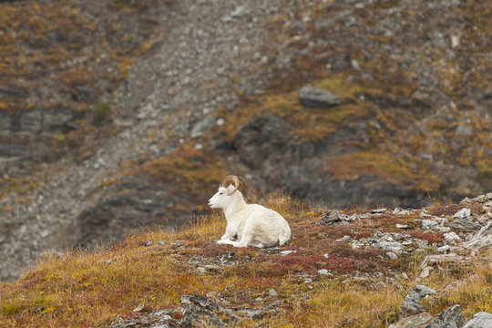 Dall Sheep Ram relaxing on the sides of Mt Margaret in Denali Na