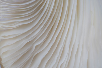 abstract background macro image of mushroom, Sajor-caju Mushroom