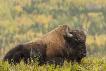 Wood Buffalo sleeping in the rass next to the Alaska Highway, Ca