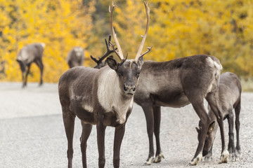 Roadside caribou in Stone Mountain Provicial Park, Canada