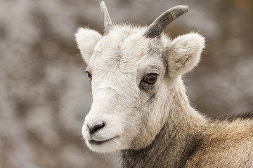 Stone Sheep Lamb in Stone Mountain Provincial Park, Canada.