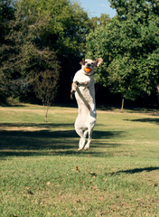 Obraz premium White dog jumps and catches the orange ball