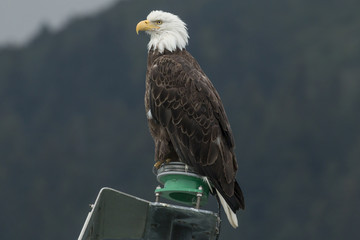 Bald eagle perched near Seward harbor, Alaska.