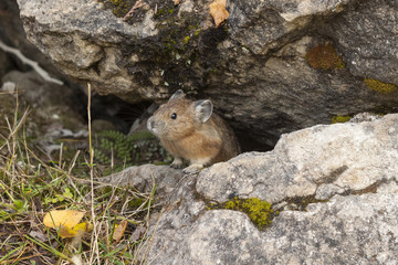 Peeking Pika at Mt Robson Provicial Park , Canada