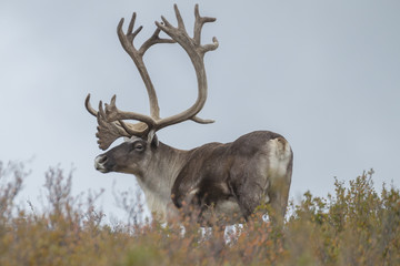 Naklejka na ściany i meble Large bull caribou in Denali National Park, Alaska.