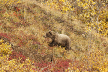 Grizzly bear cub eating blueberries, Denali National Park, Alask