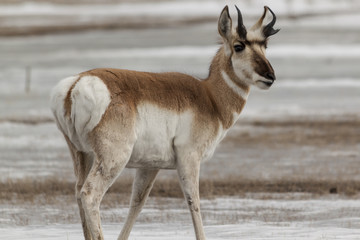 Pronghorn in winter in Yellowstone National Park.