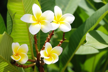 white and yellow plumeria frangipani flowers with leaves