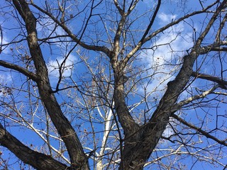 tree branches with no leaves on a blue sky day