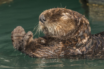 Sea otter stretching after a rest in Seward harbor, Alaska.