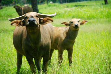 Thai buffalo in grass field