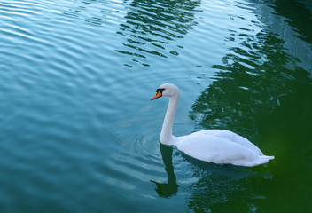 Swan on swan Lake in Astrakhan