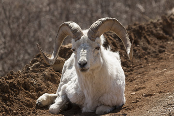 Dall ram laying in the road in Denali National Park, Alaska.