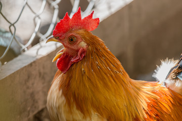 close up portrait of bantam chickens, Beautiful colorful cock