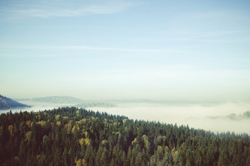 thick morning mist in coniferous forest. coniferous trees, thickets of green forest.