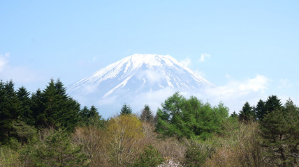 Mt. Fuji and Trees