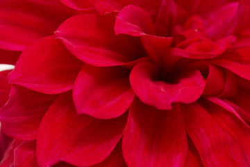 Obraz na płótnie Canvas red dahlia petals as background