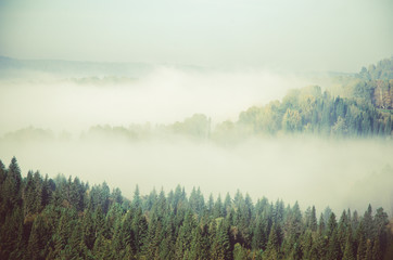 thick morning mist in coniferous forest. coniferous trees, thickets of green forest.