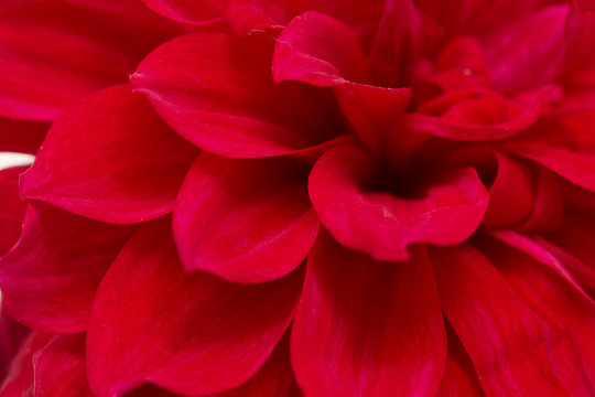 red dahlia petals as background