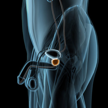 Xray View of Male Genitals with Prostate Gland Highlighted
