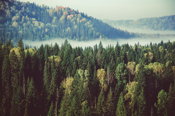 Plakaty  gęsta poranna mgła w lesie iglastym. drzewa iglaste, zarośla zielonego lasu.