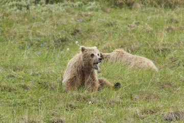 Grizzly cubs napping on the tundra in Denali National Park, Alas