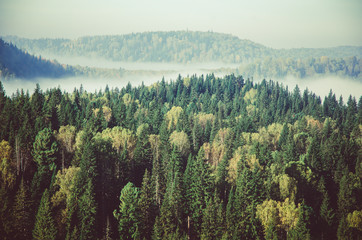 thick morning mist in coniferous forest. coniferous trees, thickets of green forest.