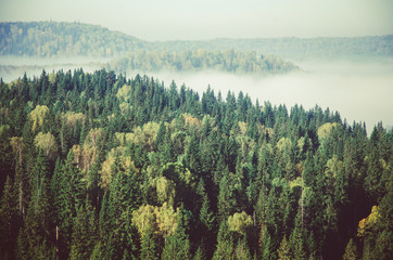 thick morning mist in coniferous forest. coniferous trees, thickets of green forest.