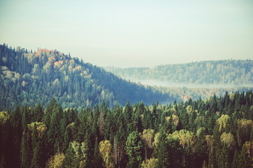 thick morning mist in coniferous forest. coniferous trees, thickets of green forest.